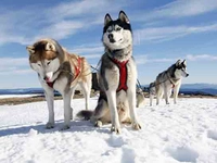 Sibirya Kurdu Cinsleri Türleri ve Özellikleri Sibirya Kurdu Cinsleri Türleri ve Özellikleri