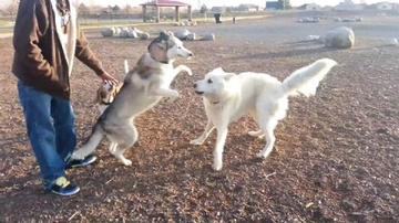 Sibirya Kurdu Kırması Türleri ve Özellikleri